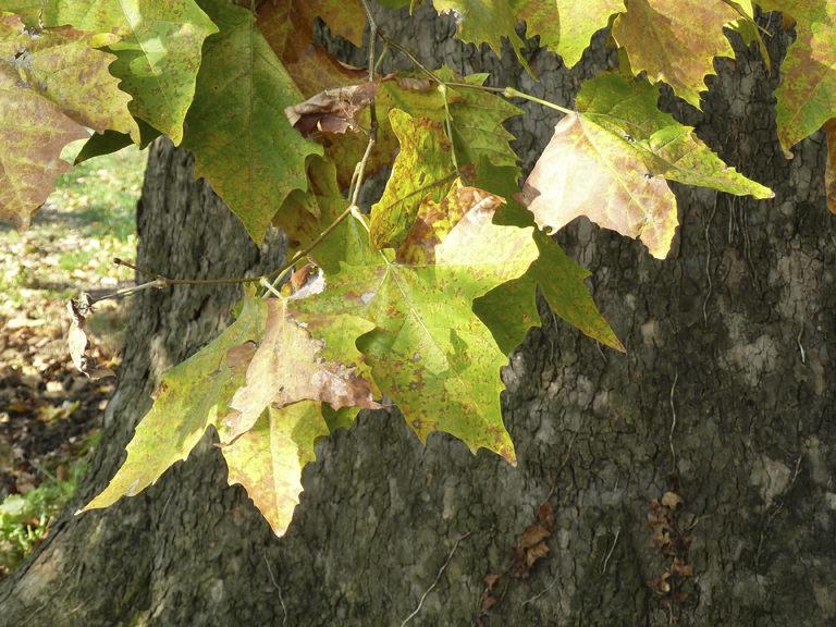 Platano di Via Lugo - Faenza